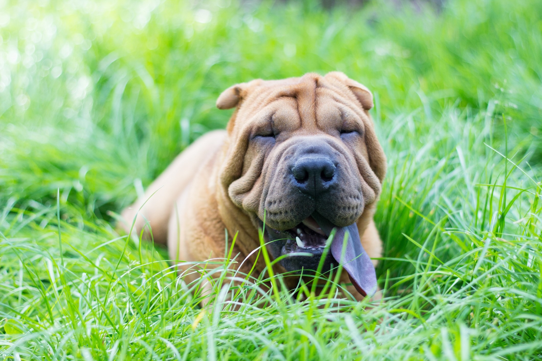 chinese shar-pei lying in tall grass and panting