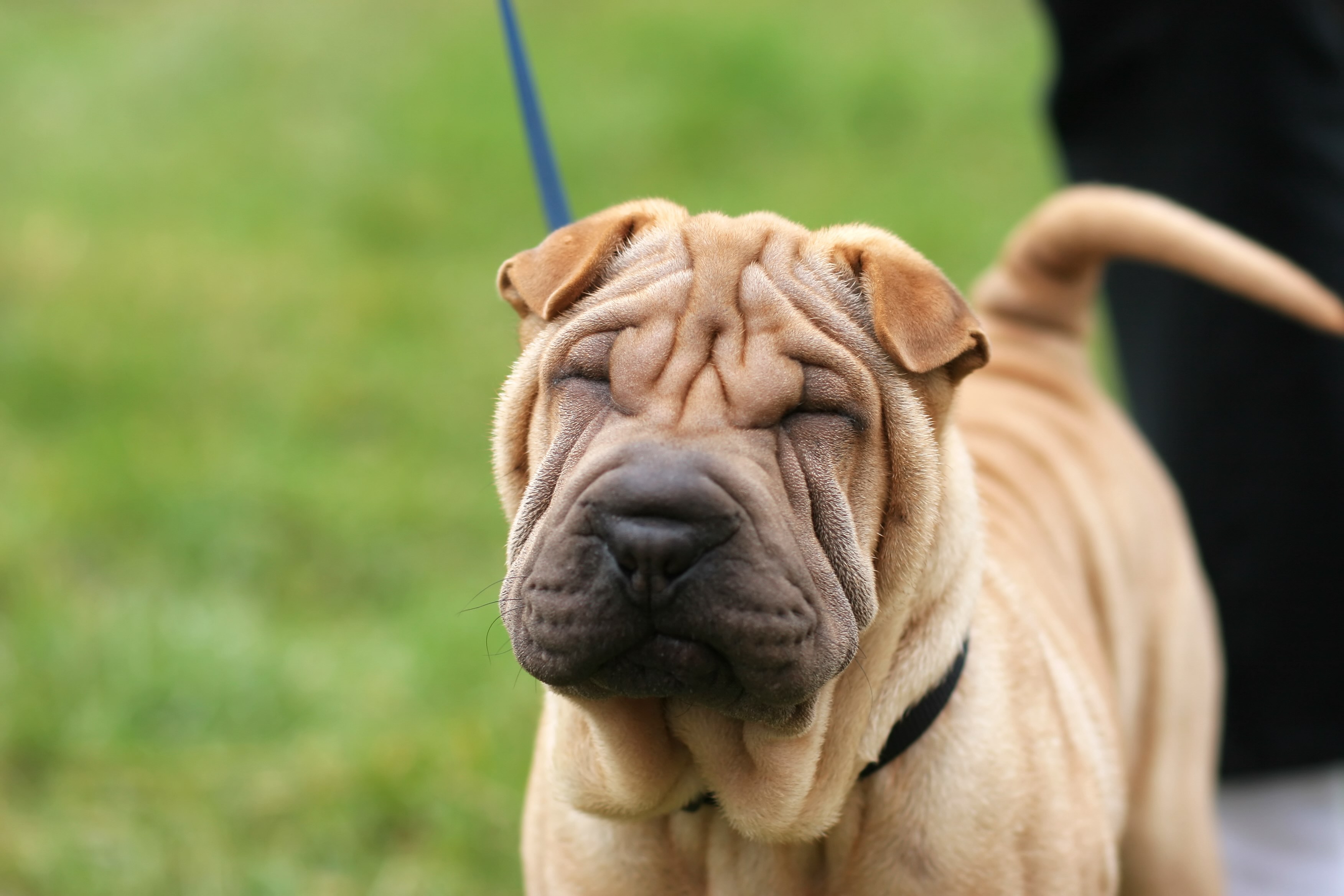 wrinkly shar-pei on a leash