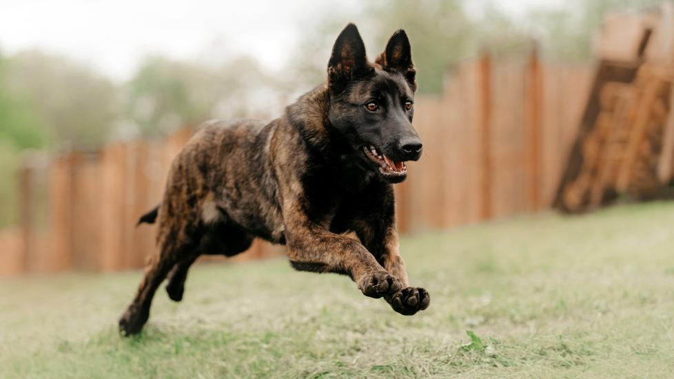 brindle dutch shepherd running in a fenced-in yard