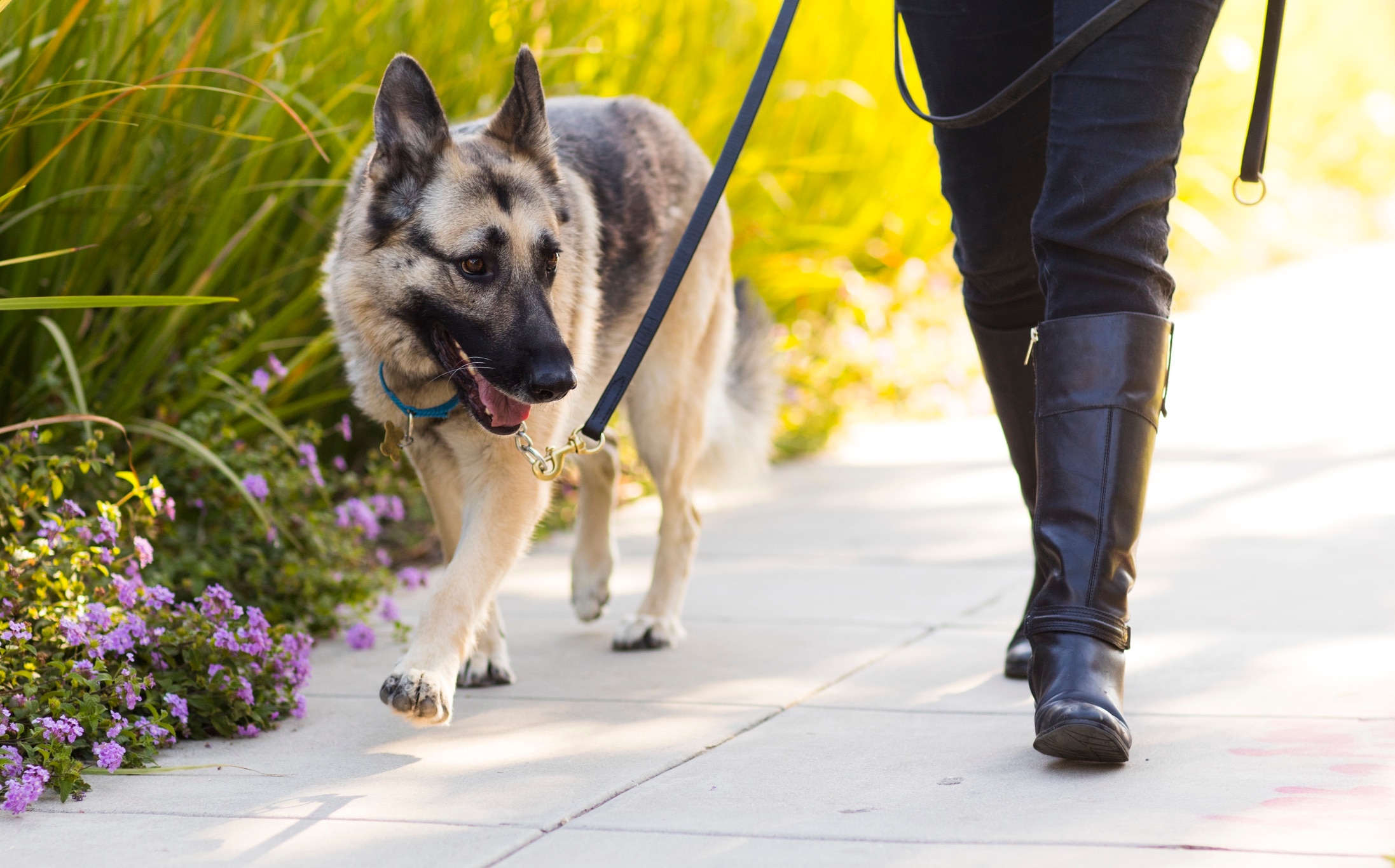person walking a german shepherd on a leash