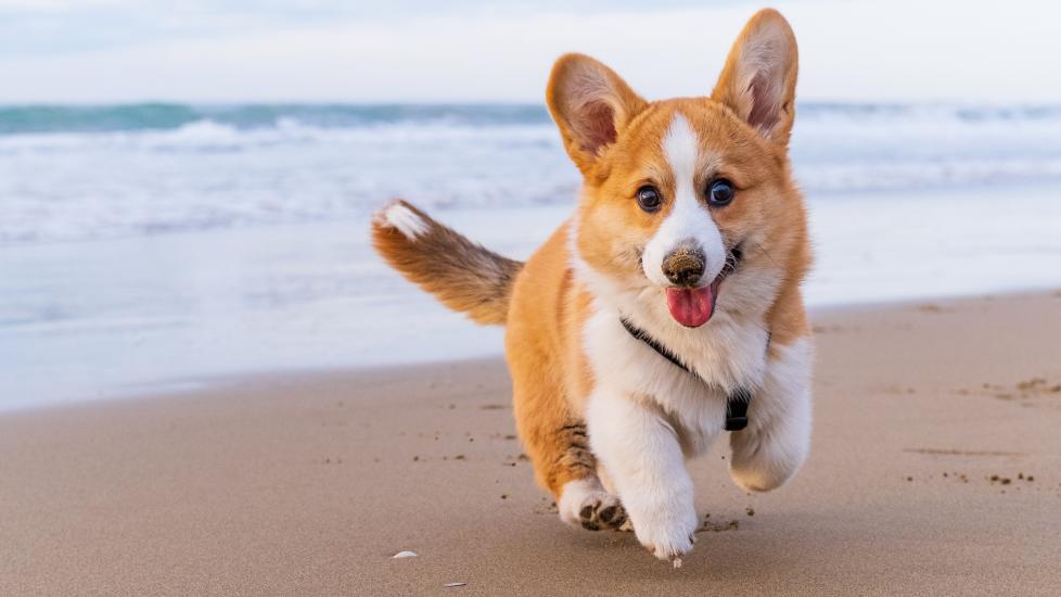 A Corgi runs on the beach.