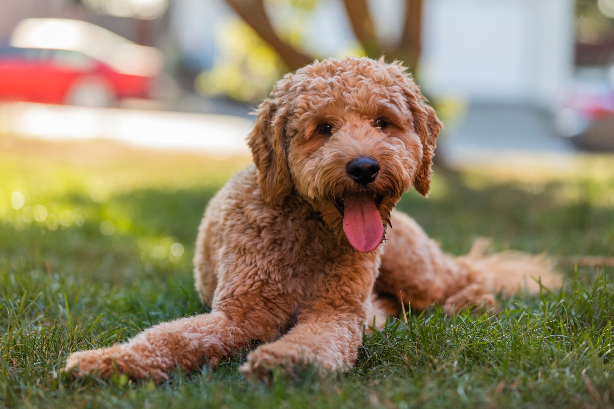 goldendoodle dog lying in grass with his tongue out, looking at the camera.
