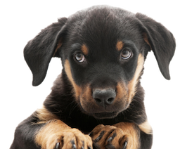 puppy looking up